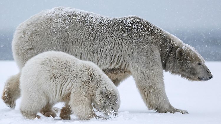 Der spezielle Talg im Fell von Eisbären sichert das Überleben der Tiere in der Arktis. 