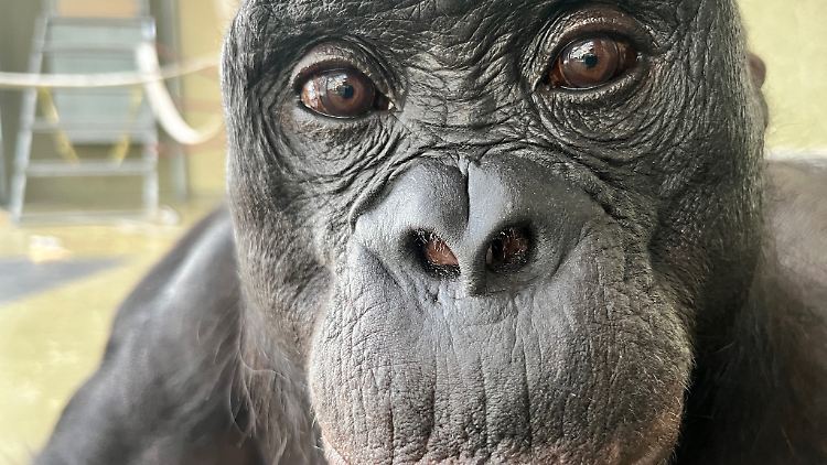 Kanzi, ein Bonobo der Ape Initiative, nahm auch an dem Experiment teil.
