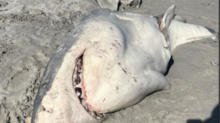 Der Kadaver eines von Orcas getöteten Weißen Hais in Bridgewater Bay, Victoria, Australien.