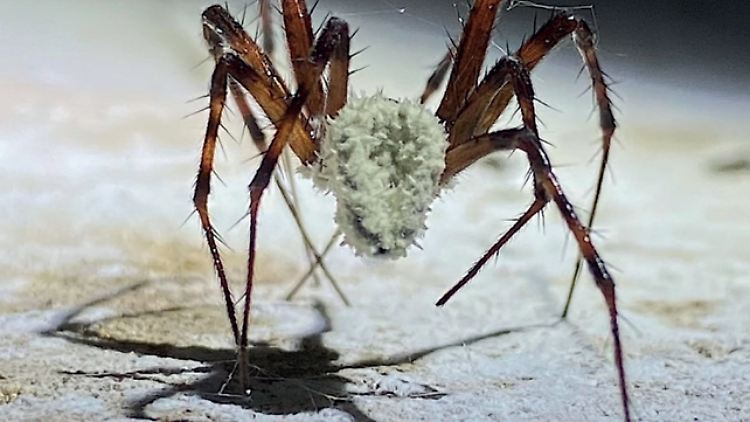 Eine Spinne, die von einem bislang unbekannten Pilz befallen wurde.