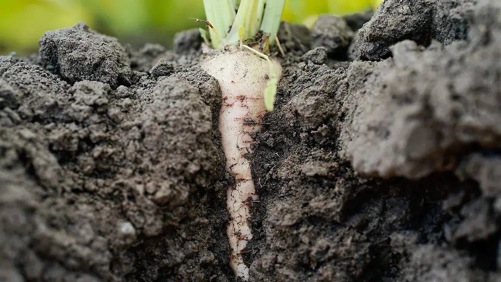 Eine-Zuckerruebe-steckt-in-der-Erde