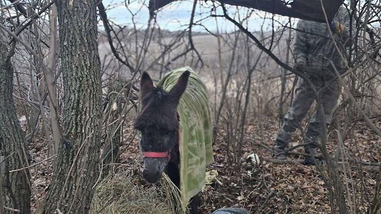 Das von russischen Bloggern verbreitete Bild soll einen Esel im Dienste der russischen Armee in der Ukraine zeigen.  