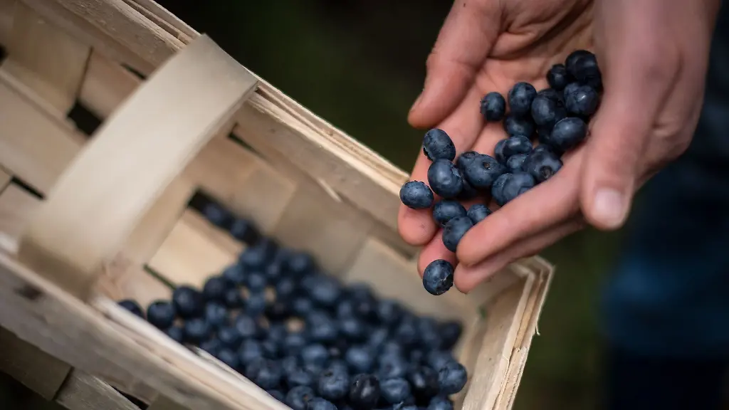 Eine-Frau-erntet-Heidelbeeren-auf-einem-Feld