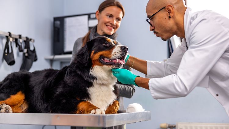Der Besuch beim Tierarzt kann schnell teuer werden. Eine Tierkrankenversicherung hilft, die Kosten abzufedern.