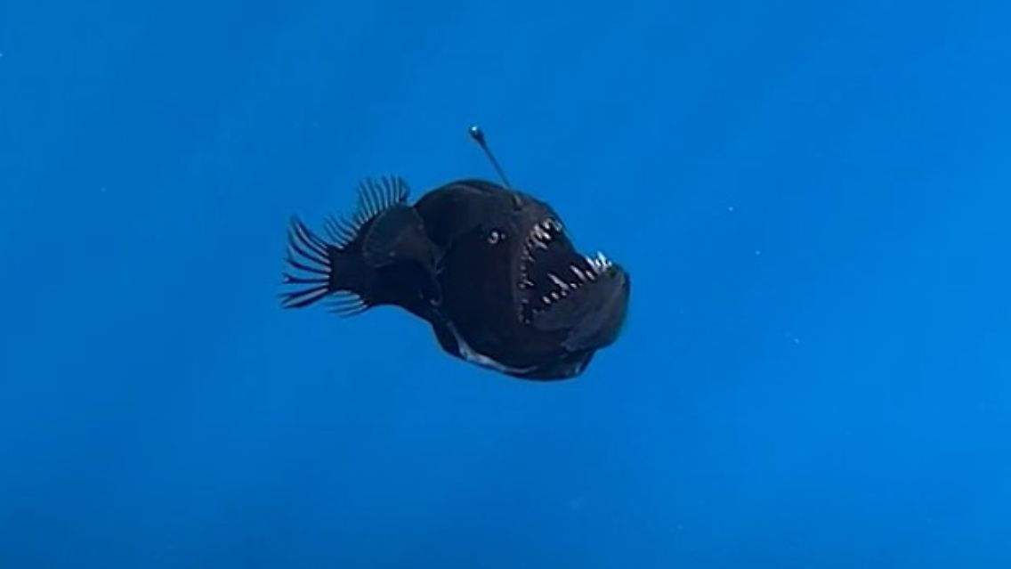 Tiefsee-Fisch.jpg
