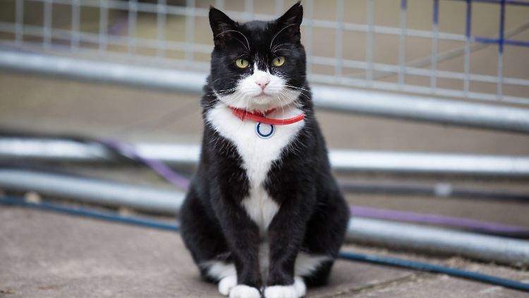Diplomatie und ein perfekter ("purr-fect") Posten, haben Palmerston aus seinem Ruhestand gelockt.