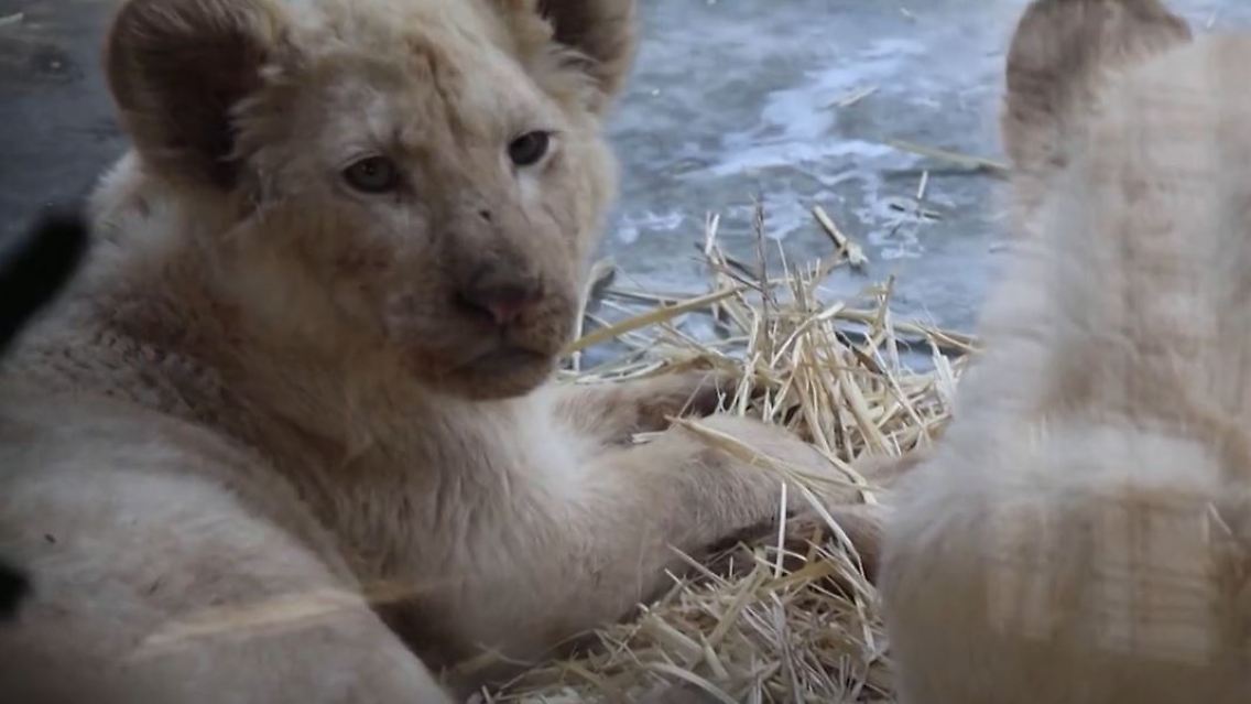 wildtiere1.JPG