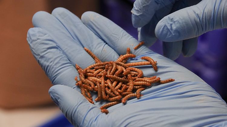 Viele Verbraucher sind mit Blick auf Insekten als Lebensmittel eher skeptisch.