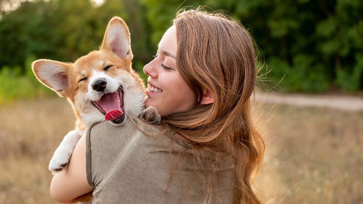 Eine Hundekrankenversicherung kann im Notfall entscheidend sein, wenn der geliebte Vierbeiner krank oder verletzt ist.