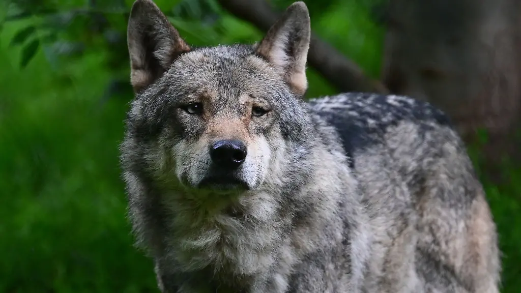Ein-Wolf-laeuft-durch-ein-Gehege-in-einem-Wildpark