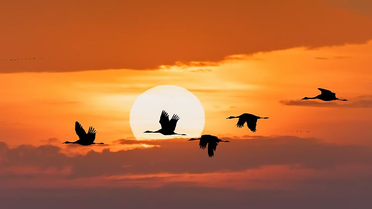 ... in den Mittelmeerraum, wo sie bevorzugt in Korkeichenwäldern Südeuropas überwintern. Manche Tiere ziehen ins Winterquartier auch bis nach Nordafrika. 
