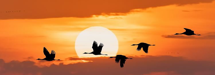 ... in den Mittelmeerraum, wo sie bevorzugt in Korkeichenwäldern Südeuropas überwintern. Manche Tiere ziehen ins Winterquartier auch bis nach Nordafrika. 