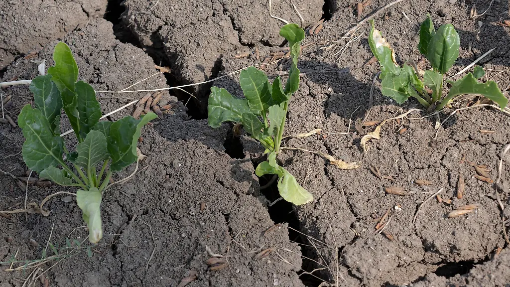 Nach-anhaltender-Trockenheit-sind-auf-einem-Acker-im-hessischen-Ried-tiefe-Risse-im-Boden-entstanden