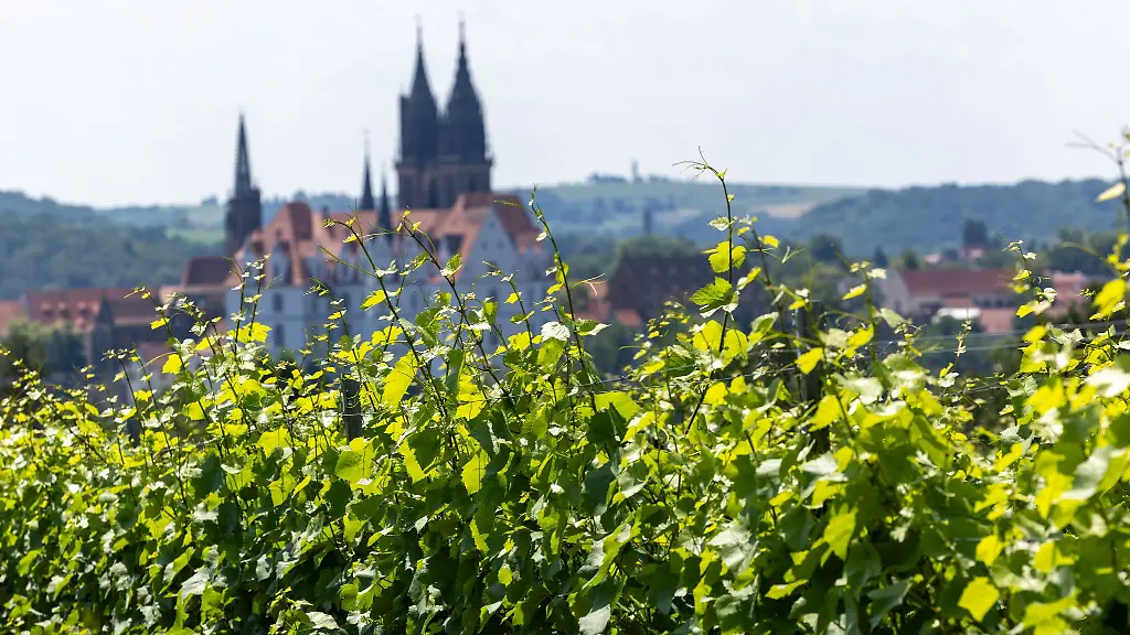 Blick-auf-die-Albrechtsburg-und-den-Dom-zu-Meissen-von-den-Weinbergen-in-Proschwitz-aus