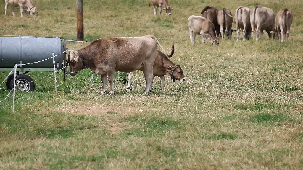 Eine-Kuh-trinkt-auf-einer-teilweise-trockenen-Weide-aus-einem-Wassertank