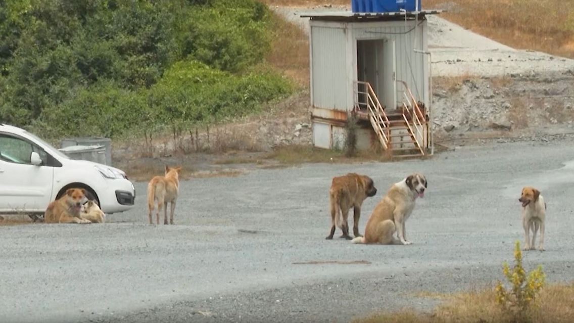 straßenhunde.JPG