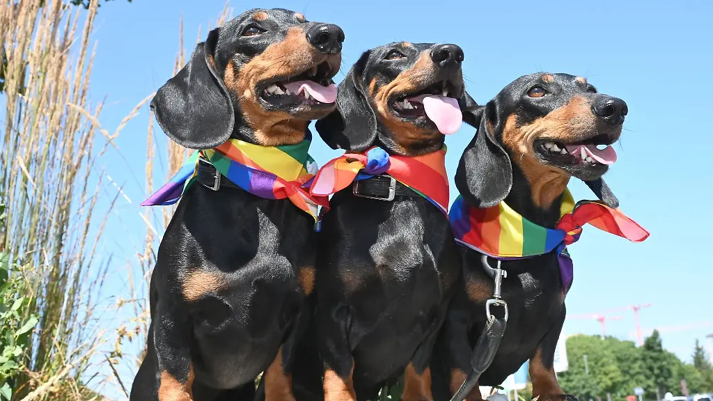 Mit-Regenbogen-Halstuechern-warten-die-Dackel-Seppi-Moni-und-Bluemchen-auf-den-Beginn-des-Rennens