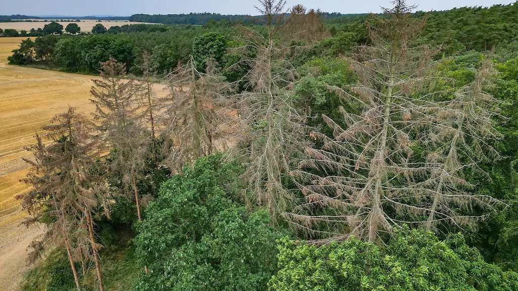 Abgestorbene-Nadelbaeume-sind-an-einem-Waldrand-zu-sehen