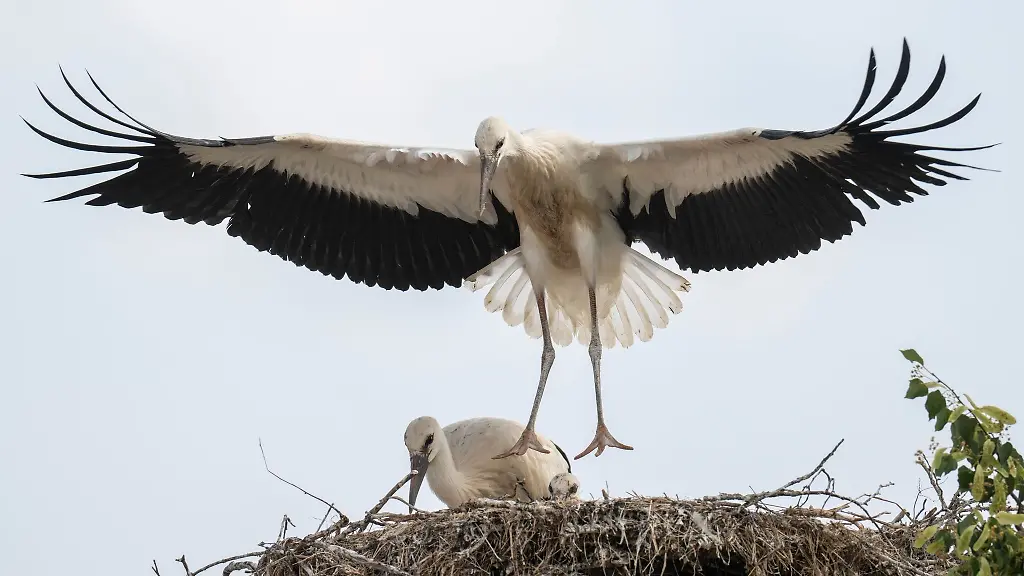 Ein-Jungstorch-macht-auf-seinem-Nest-erste-Flugversuche-und-hebt-dabei-wenige-Zentimeter-vom-Boden-ab