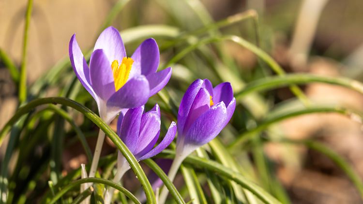 Krokusse am Montag in Hessen.