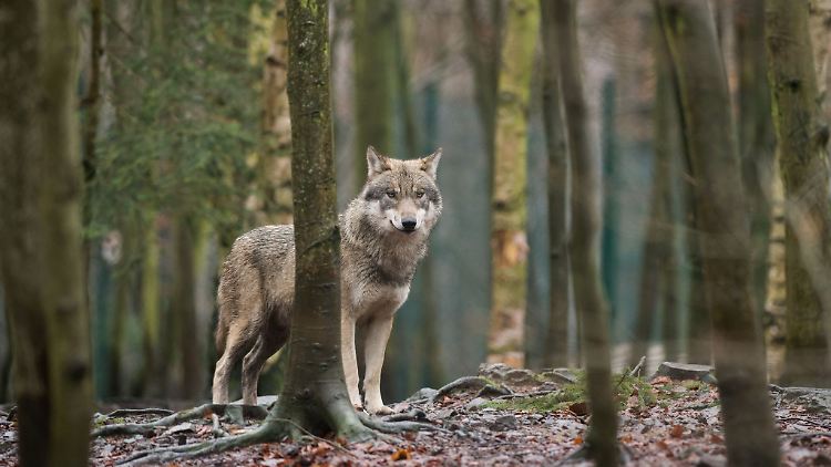 Wer einem Wolf begegnet, sollte nicht weglaufen und genügend Abstand halten. Wichtig ist, dass man dem Tier Raum für den Rückzug gibt.