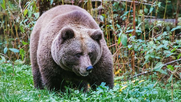 Bärin Gaia hatte nach dem Angriff auf einen Jogger traurige Berühmtheit erlangt.