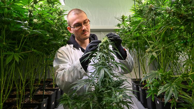 Sollte die Union das Cannabisgesetz zurückdrehen, bräuchte es Übergangsfristen, sagt die Neue Richtervereinigung.