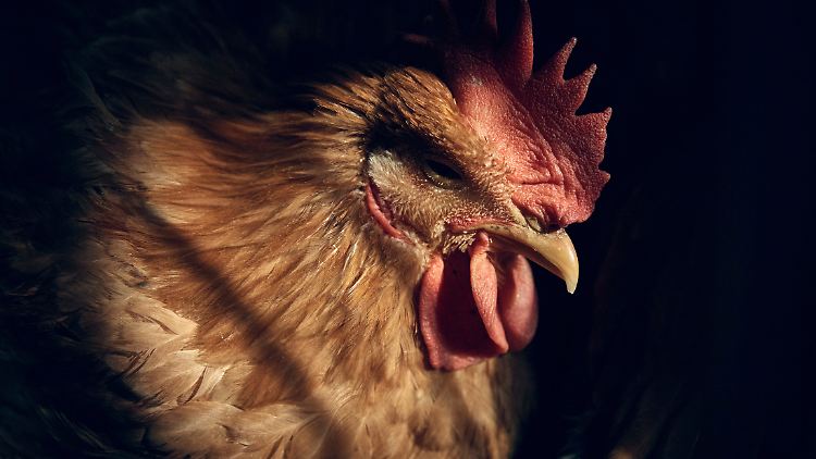 Auch zahlreiche Hühner sind von der Vogelgrippe betroffen. Die Eierpreise in den USA explodieren daher. 