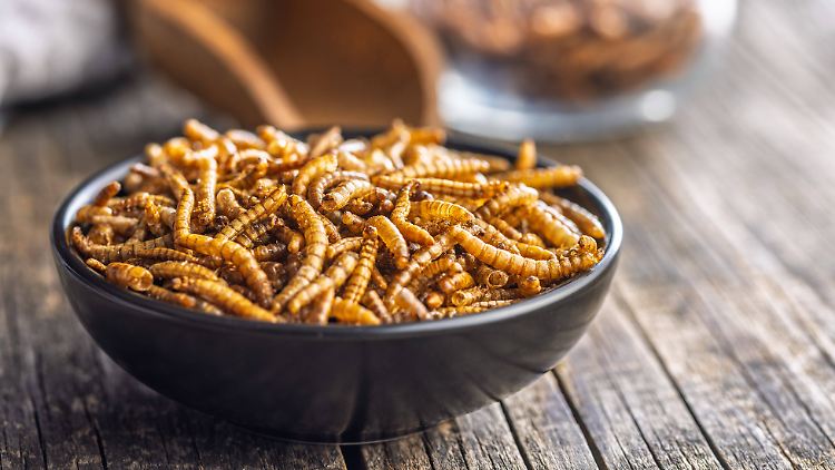 Mehlwürmer sind ein proteinreiches Nahrungsmittel.
