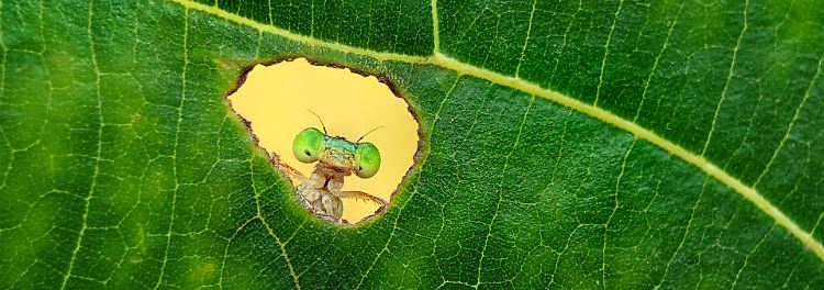 Wie aus einem anderen Universum: Eine Libelle späht durch ein Loch in einem Blatt und steht exemplarisch für die vielen keinen Wunder, die im Unterholz verborgen sind. ("Young Photographer", 1. Platz)