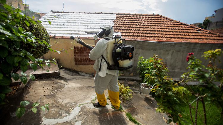 Auch 2024 wurden die Mücken, die das Dengue-Fieber übertragen, in São Paulo bekämpft. 