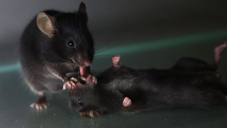 Eine Maus zieht ihrem bewusstlosen Artgenossen in einem Versuch die Zunge aus dem Mund.