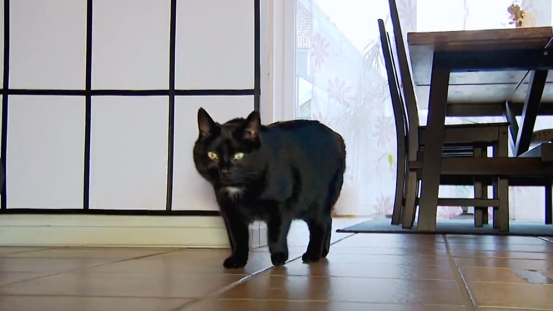 katze.PNG