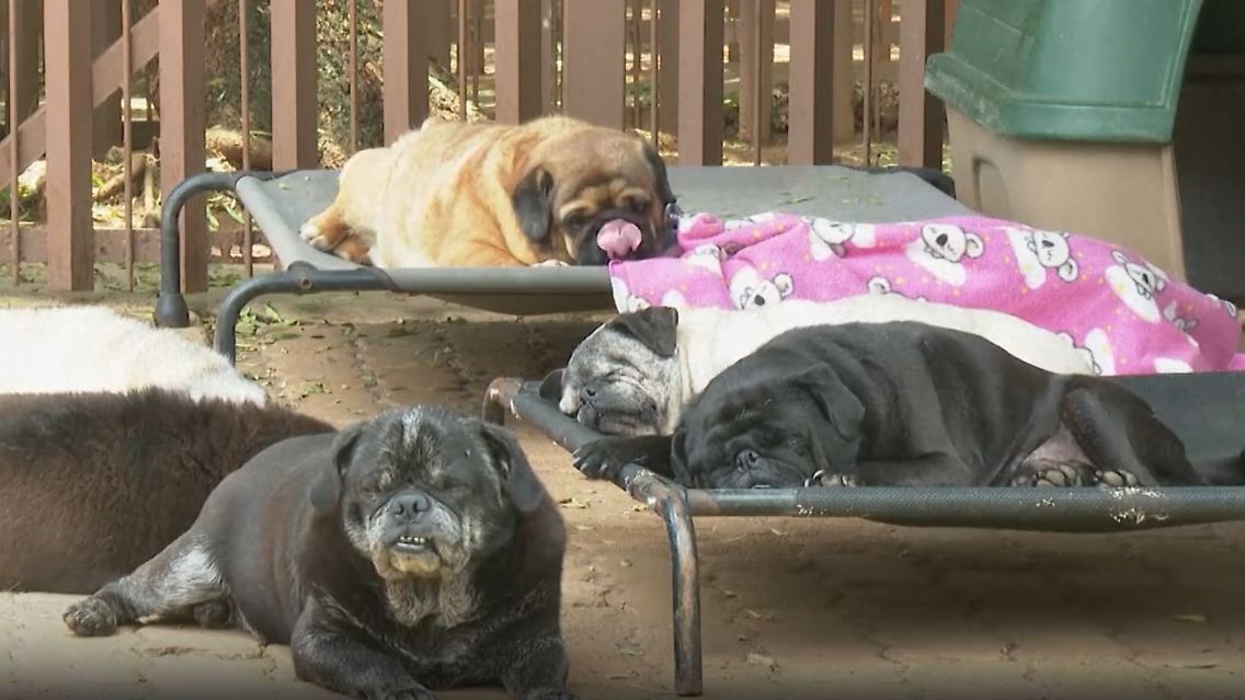 mops.JPG