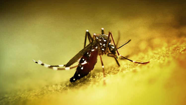 Die Mücke Aedes aegypti ist Überträgerin von Gelbfieber, Denguefieber, Zikafieber und einigen anderen Viruserkrankungen.