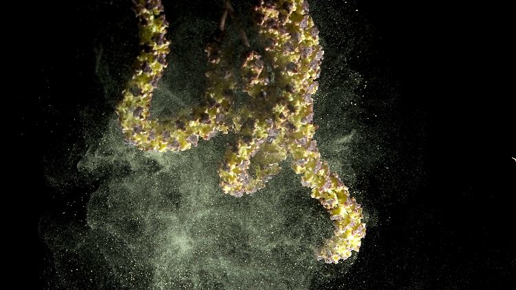 Die Pollen aus dem männlichen Blütenstand einer Erle. 
