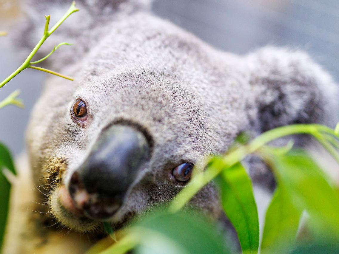 Happy Birthday Irwin: Europas ältestes Koala-Männchen in Zoo-Haltung wird 17.