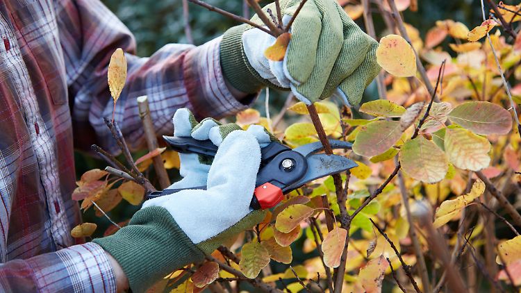 Hecken und Sträucher sollten Hobby-Gärtner diese Woche noch schneiden – ab dem 1. März ist das nämlich gesetzlich verboten.