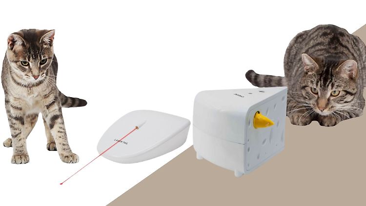 Studien zufolge senkt Katzenspielzeug das Risiko von Kratz-Attacken in der Wohnung.
