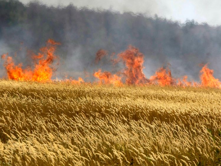 Russland wurde im vergangenen Sommer von einer Dürre heimgesucht.