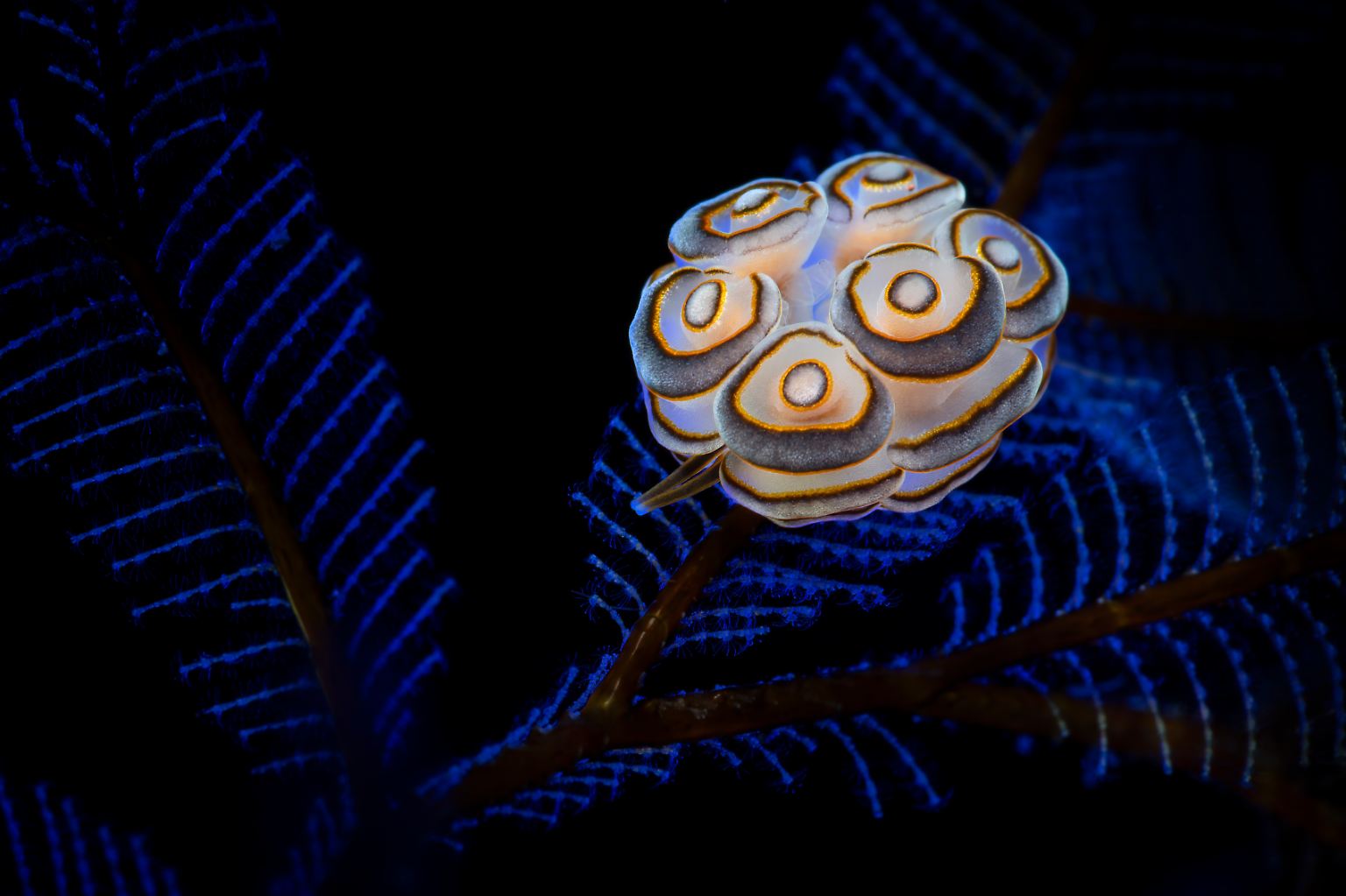 Die Gewinnerbilder des Fotowettbewerbs "Underwater Photographer of the Year" sind rätselhaft-schön wie diese Donut-Nacktschnecke ...