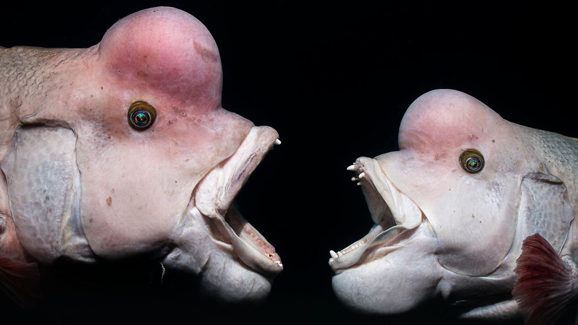 Auf Platz eins der Kategorie "Behaviour" geht es richtig zur Sache: Shunsuke Nakano hält fest, wie ein junger Asiatischer Schafskopf-Lippfisch, rechts im Bild, ein älteres Männchen herausfordert, das sein Revier sei mehr als zehn Jahren verteidigt. Ebenfalls alles andere als langweilig ...