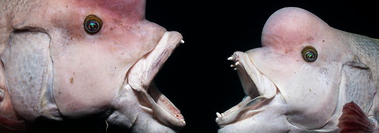 Auf Platz eins der Kategorie "Behaviour" geht es richtig zur Sache: Shunsuke Nakano hält fest, wie ein junger Asiatischer Schafskopf-Lippfisch, rechts im Bild, ein älteres Männchen herausfordert, das sein Revier sei mehr als zehn Jahren verteidigt. Ebenfalls alles andere als langweilig ...