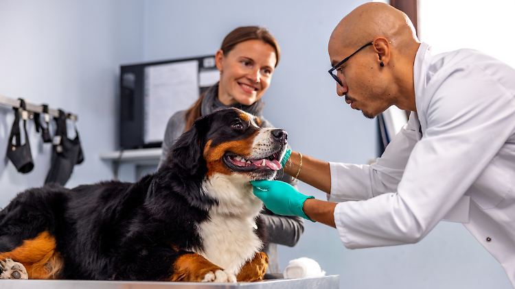 Mit einer Tierkrankenversicherung werden Tierarztkosten deutlich geringer.