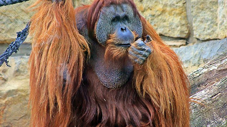 Der Sumatra-Orang-Utan Mano hatte mit 47 Jahren bereits ein stattliches Alter erreicht. (Handout)