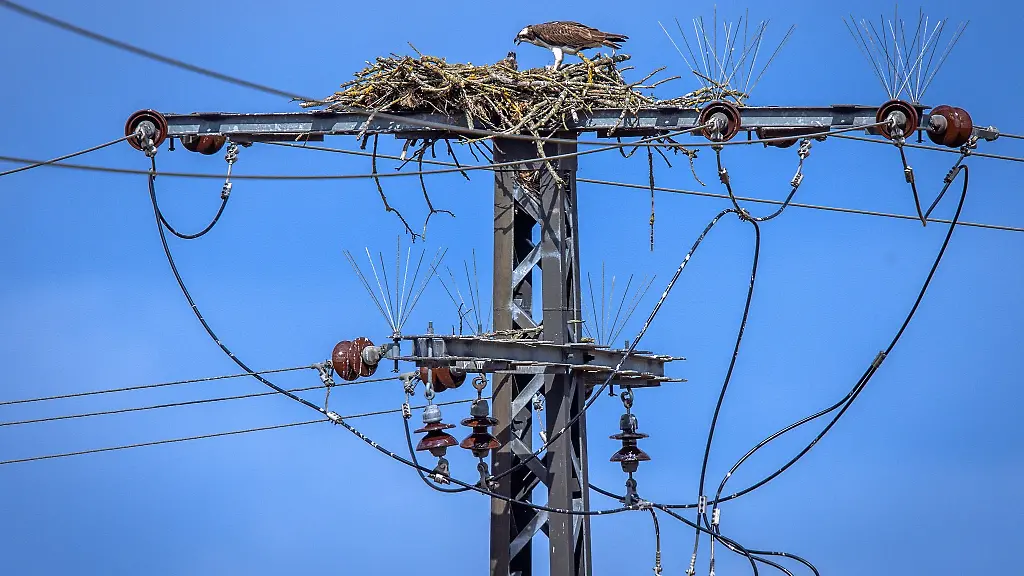 Ein-Fischadler-fuettert-seine-beiden-Jungvoegel