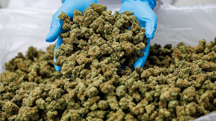 Der größte Teil des importierten Cannabis' kommt aus Kanada, aber auch Portugal, Dänemark, Nordmazedonien und Spanien gehören zu den Handelspartnern.