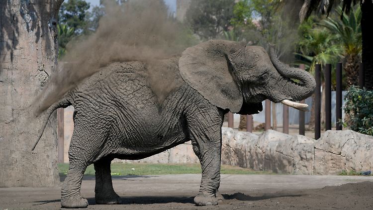 Elefantenkuh Ely litt Aktivisten zufolge zeitweise an Depressionen. 