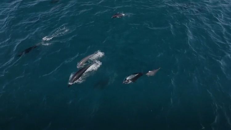 Delfine Kalifornien.jpg