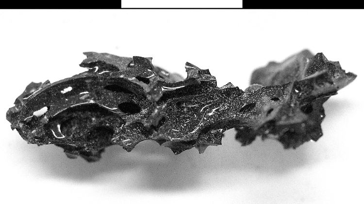 Ein Fragment des organischen Glases, das im Inneren des Schädels eines Verstorbenen in Herculaneum gefunden wurde.